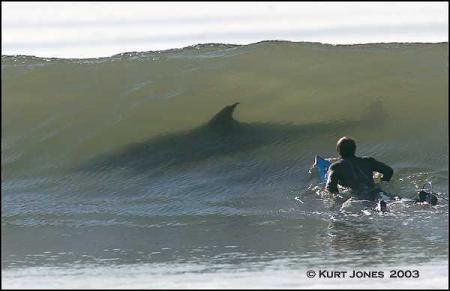 attention : requin !!